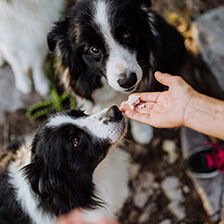 person handing out treats to 2 dogs